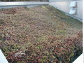Sedum-roof