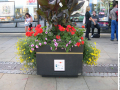 Adding-colour-in-the-street-through-planting