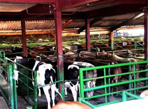 Cattle Market 3